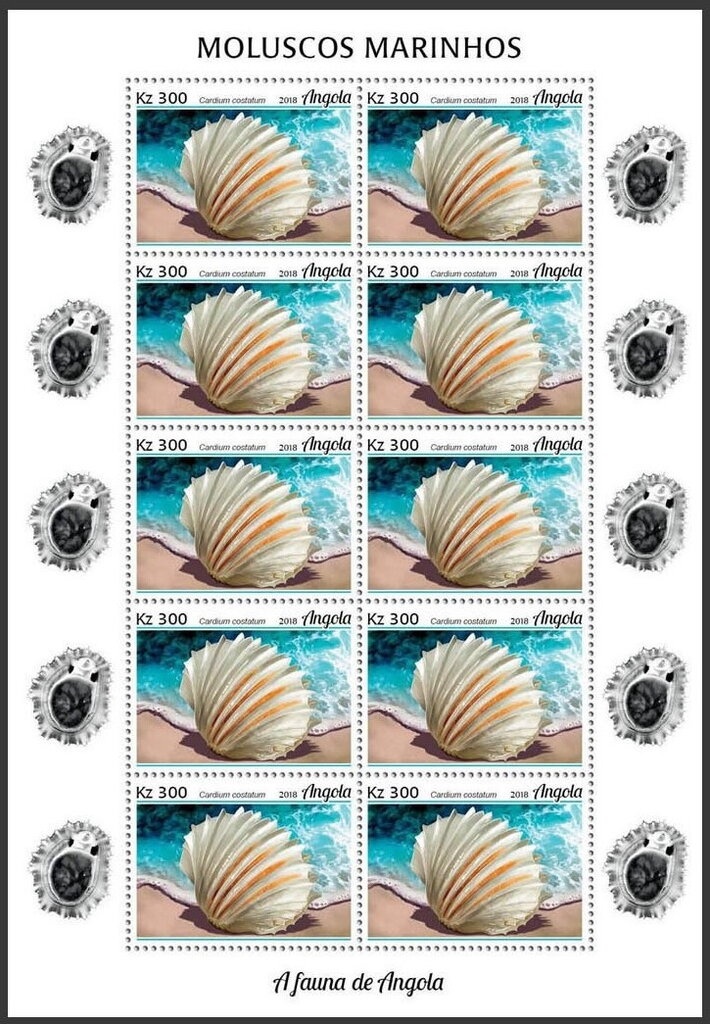 Pantropical Spotted Dolphin (Stenella attenuata)