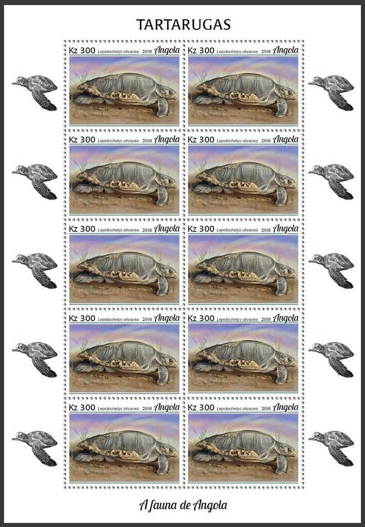 Southern Yellow-billed Hornbill (Tockus leucomelas)