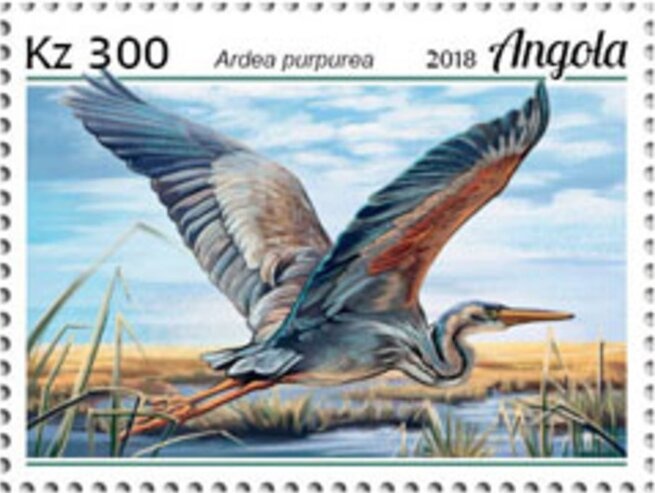 African Elephant (Loxodonta africana)