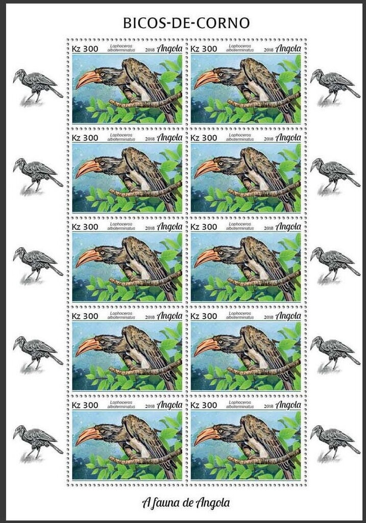 Alfalfa Butterfly (Colias eurytheme)