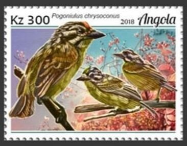 Stoplight Catone (Catonephele numili)