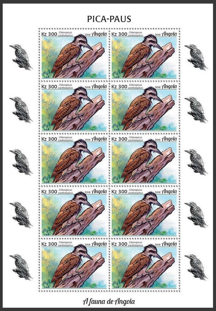 Lesser Flamingo (Phoenicopterus minor)