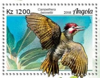 Giraffe (Giraffa camelopardalis)