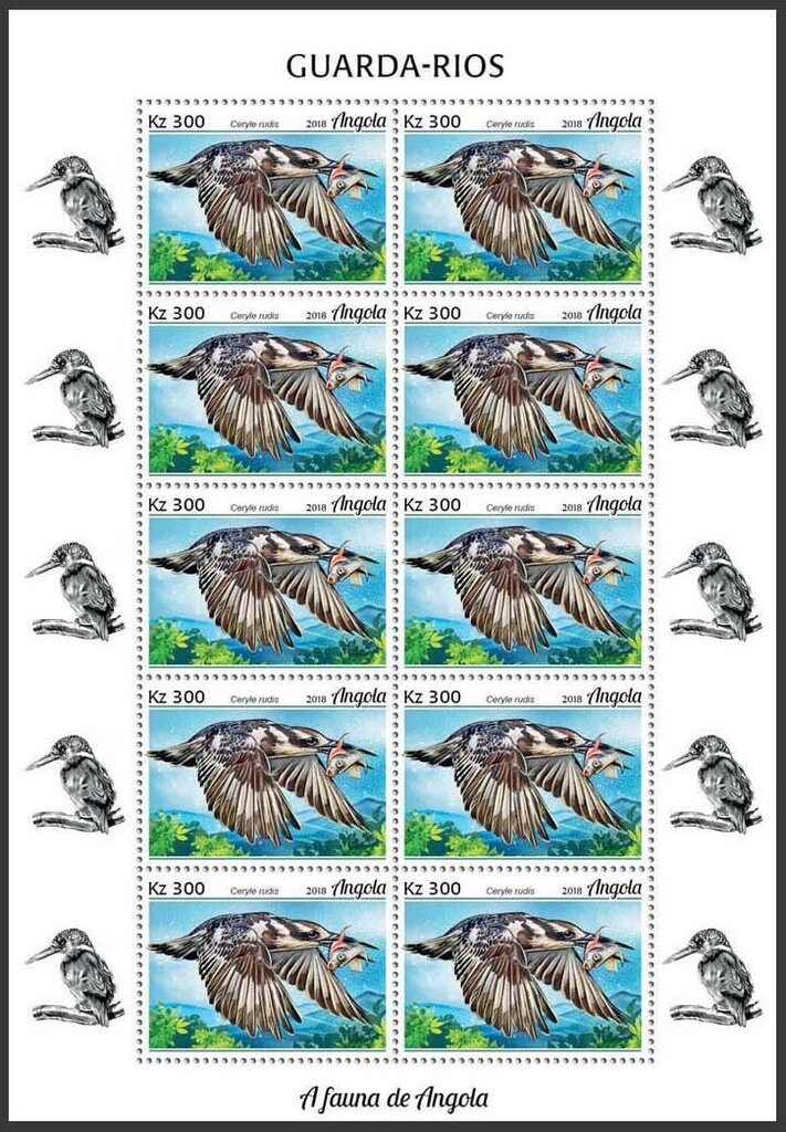 Humpback Whale (Megaptera novaeangliae)