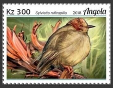 Flowers of Angola - Rosa de Porcelana