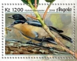 Spinner Dolphin (Stenella longirostris)