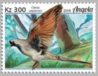 Giant Hairy Melongena (Semifusus morio)