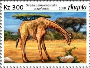 Welwitschia Mirabilis