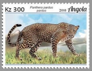 Spotted Hyena (Crocuta crocuta)