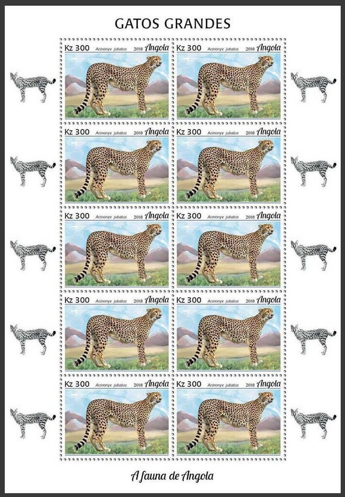 Angolan Hairy Bat (Cistugo seabrae)