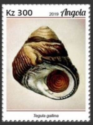 Sansevieria cylindrica