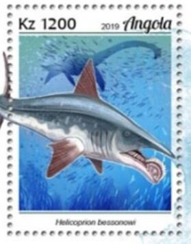 Giant Tun (Tonna galea)