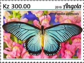 Caracal (Caracal caracal)