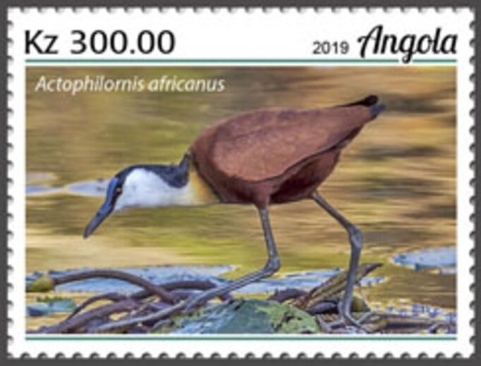 White Rhinoceros (Ceratotherium simum)