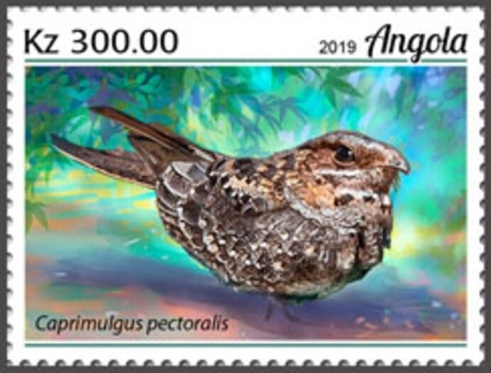 Knob-billed Duck (Sarkidiornis melanotos)