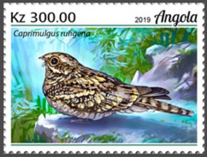 Green Sea Turtle (Chelonia mydas)