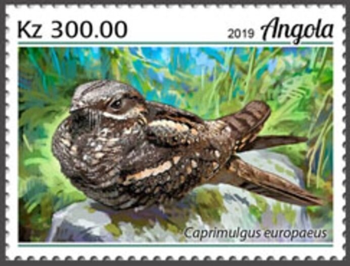 African Green-Pigeon (Treron calvus)