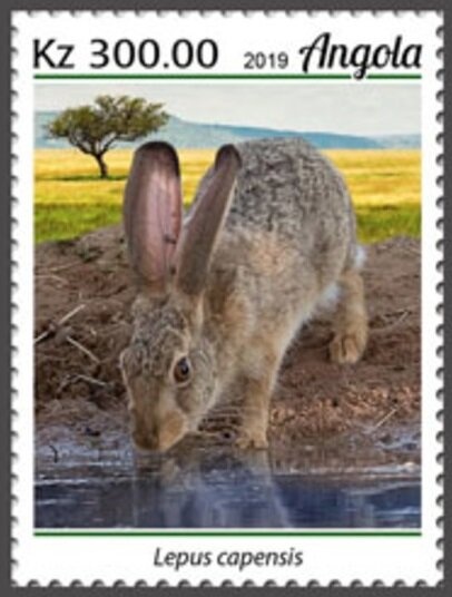 Lesser Flamingo (Phoenicopterus minor)