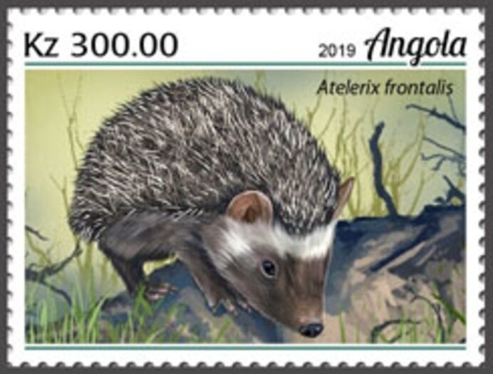Southern African Hedgehog (Atelerix frontalis)