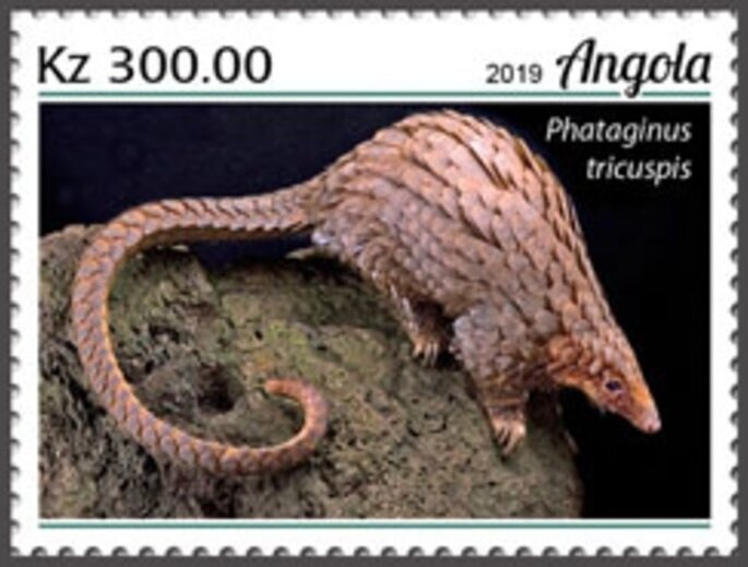 Orchids (Cattleya hardyana)