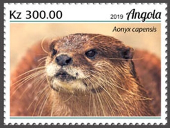 Rufous Hummingbird (Selasphorus rufus)