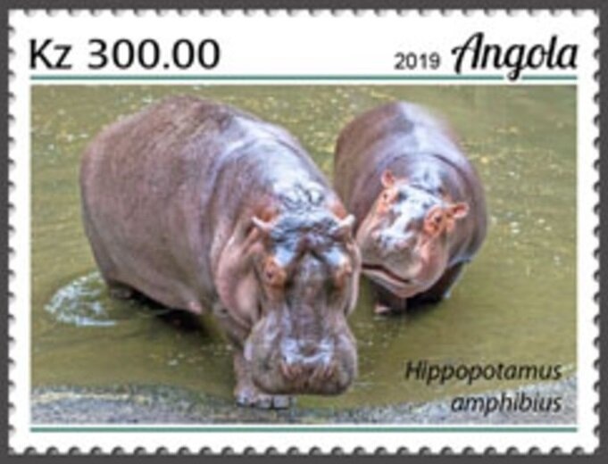 Gray Parrot (Psittacus erithacus)