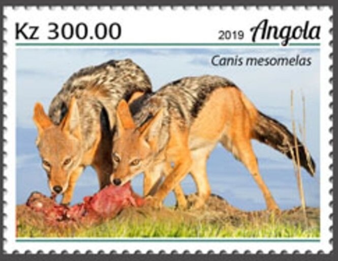 African Elephant (Loxodonta africana)