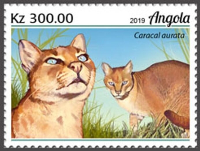 Pointed Ancilla (Olivancilaria acuminata)