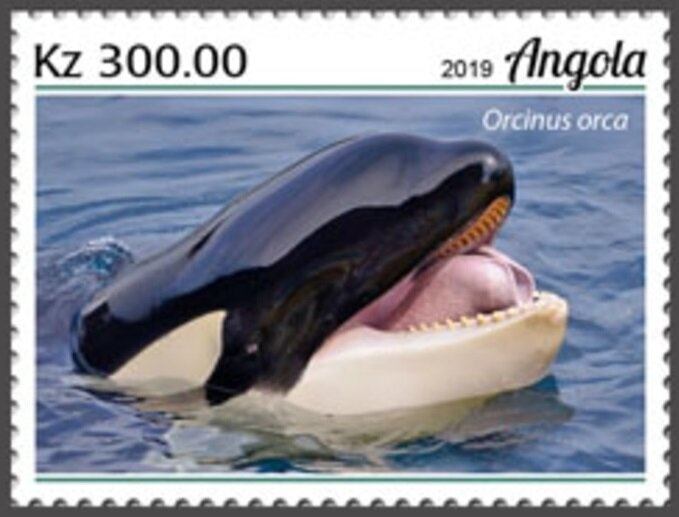 Spotted Hyaena (Crocuta crocuta)