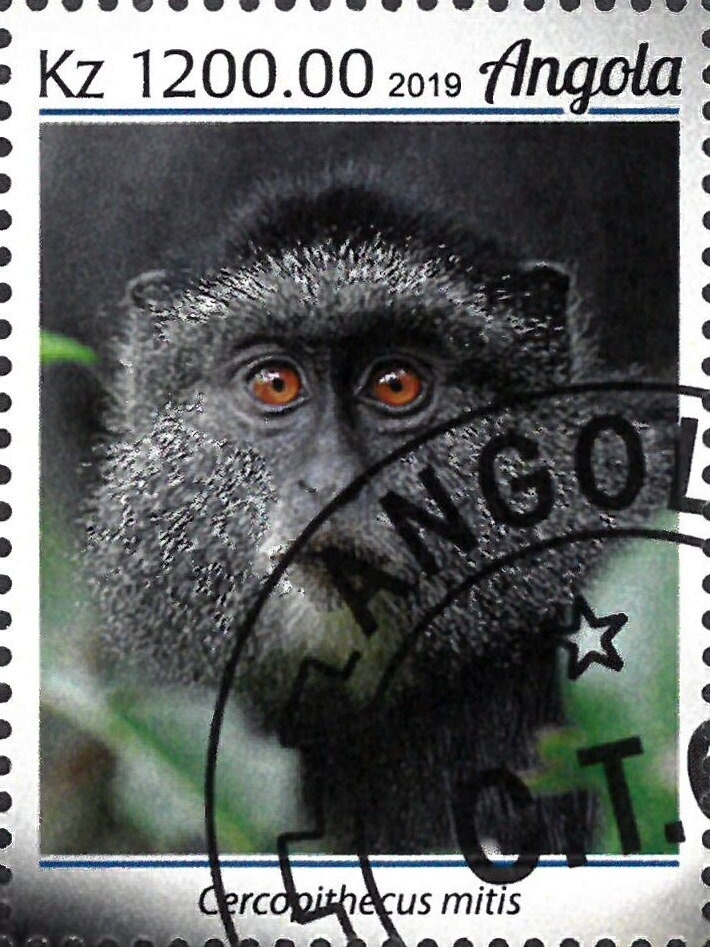 Aardvark (Orycteropus afer)