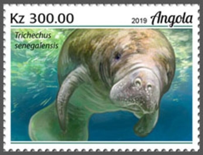 White Rhinoceros (Ceratotherium simum)