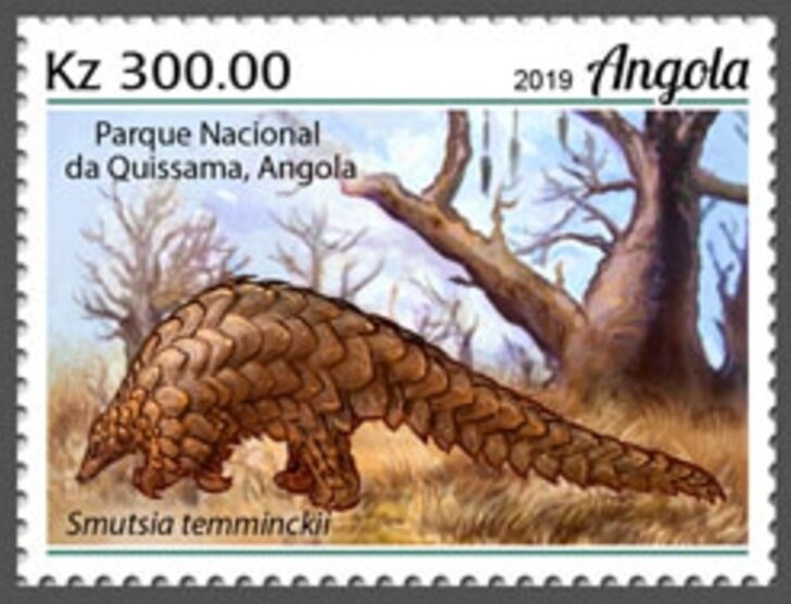 King Vulture (Sarcorhamphus papa)