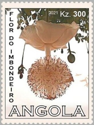 Broad-billed Hummingbird (Cynanthus latirostris)