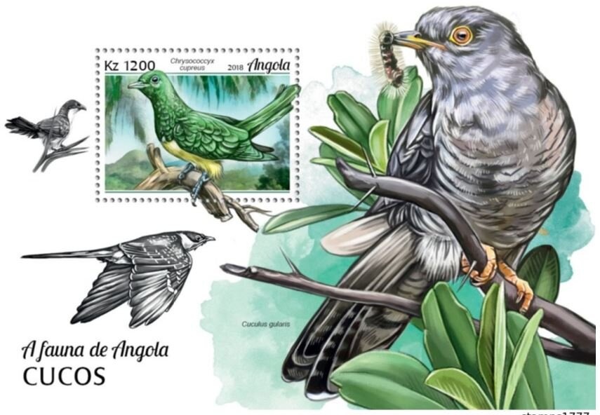 Gray Parrot (Psittacus erithacus)