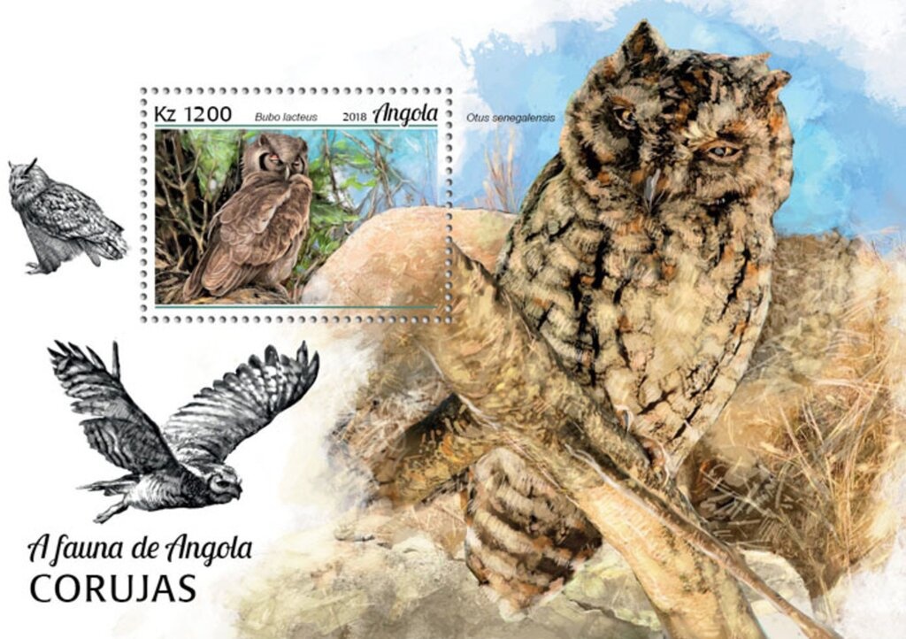 Red-tailed Monkey (Cercopithecus ascanius)