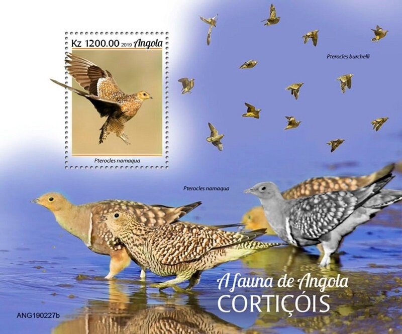 Southern Carmine Bee-eater (Merops nubicoides)