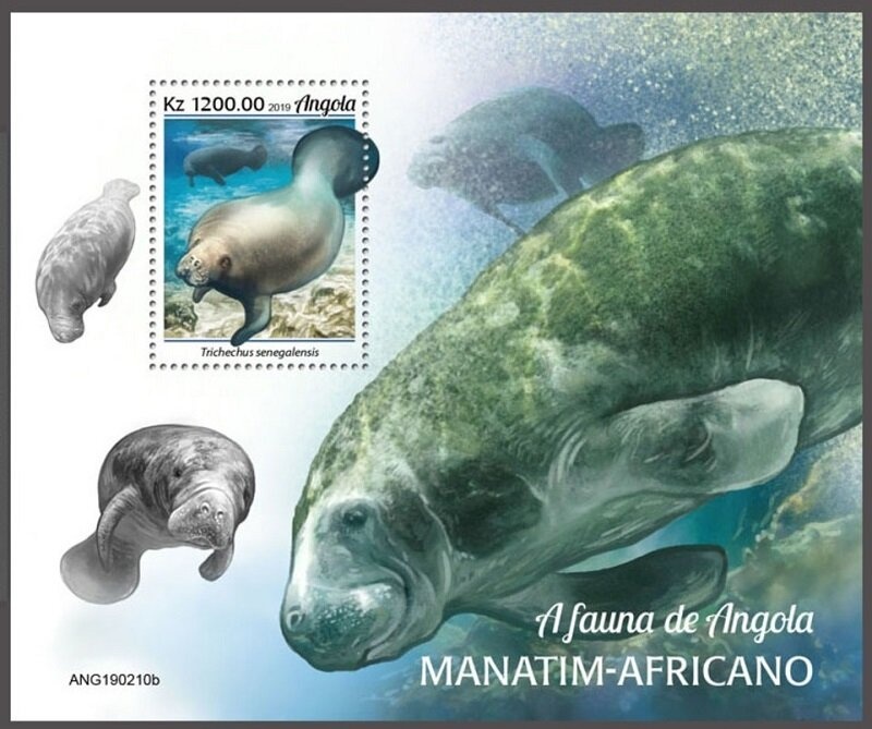 Gold Banded Forester (Euphaedra neophron)