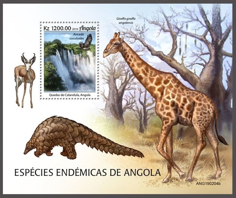 Black-crested Mangabey (Lophocebus aterrimus)