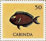 Blue-breasted Bee-eater (Merops variegatus)