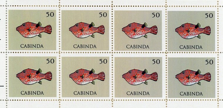 Stoplight Catone (Catonephele numili)