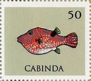 Palm-nut Vulture (Gypohierax angolensis)