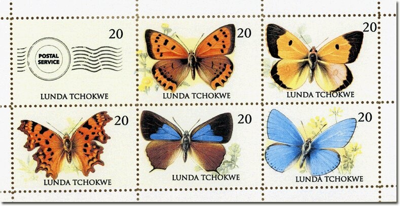 Cape Buffalo (Syncerus caffer)