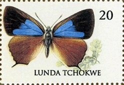 Namaqua Dove (Oena capensis)