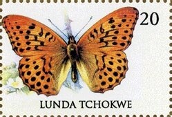 Grey Kingbird (Tyrannus dominicensis)