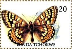 Leopard (Panthera pardus)