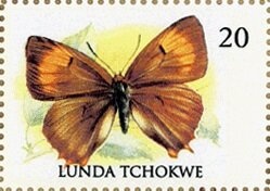 Martial Eagle (Polemaetus bellicosus)