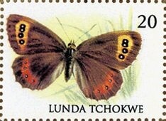 Butterfly (Uraneis ucubis)