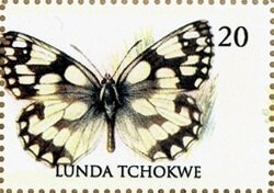 Gold Banded Forester (Euphaedra neophron)