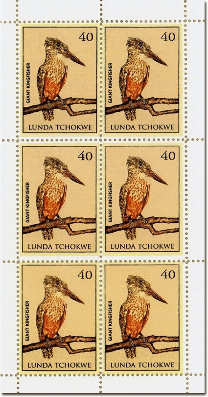 Cape Hare (Lepus capensis)