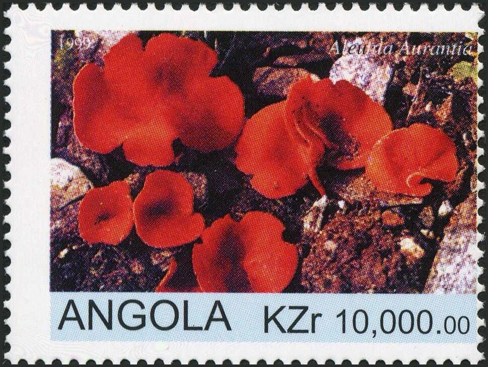 Orchids (Gastrorchis tuberculosa)